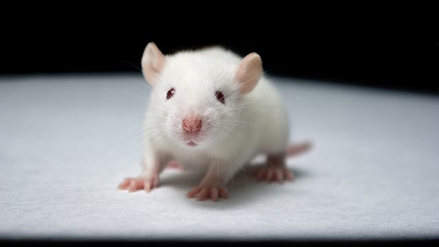 [UPDATED] Why the U.S. Is One of the Cruelest Places in the World for Lab Animals