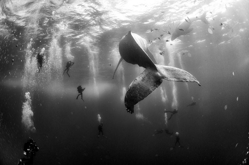 Las mejores fotos de prensa de 2015 muestran la cara más brutal del hombre y la naturaleza