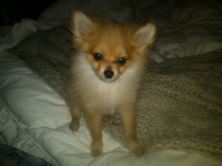 Does Angelina's New Tattoo Mean She's Having Another Baby?