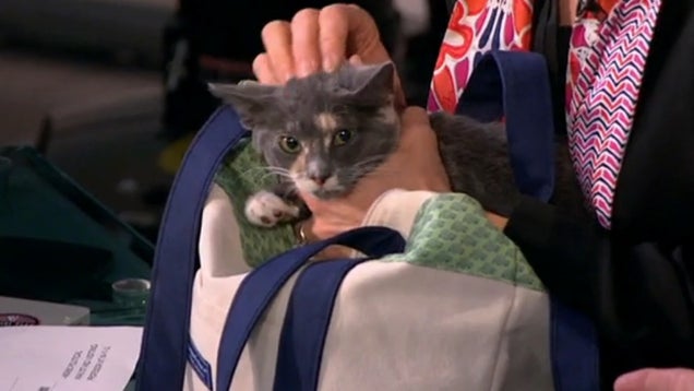 Uh, Mika Literally Pulled a Cat out of a Bag on Morning Joe Yesterday