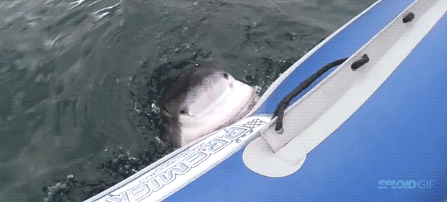 Great white shark chews and nearly sinks inflatable boat
