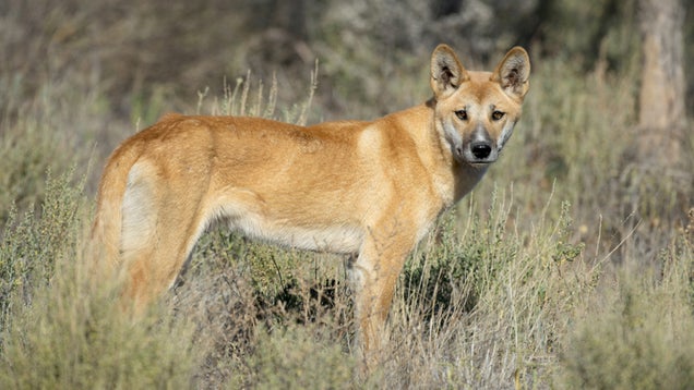 No, Australia&#39;s Dingos Are Not Wild Dogs
