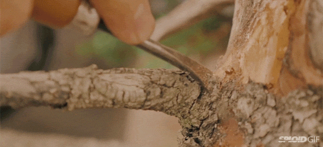 Video: The delicate art of making bonsai trees