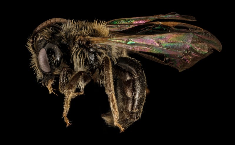 These Exquisite Bee Photographs Reveal Every Delicate Hair, Antenna, and Wing