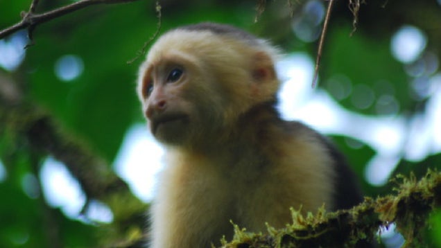 Our new favorite Tumblr is scientific, graphic and hilariously tragic. It also features fluffy monkey scrota.