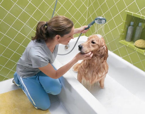 Shower a dog