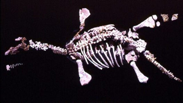 dinosaur opal fossil