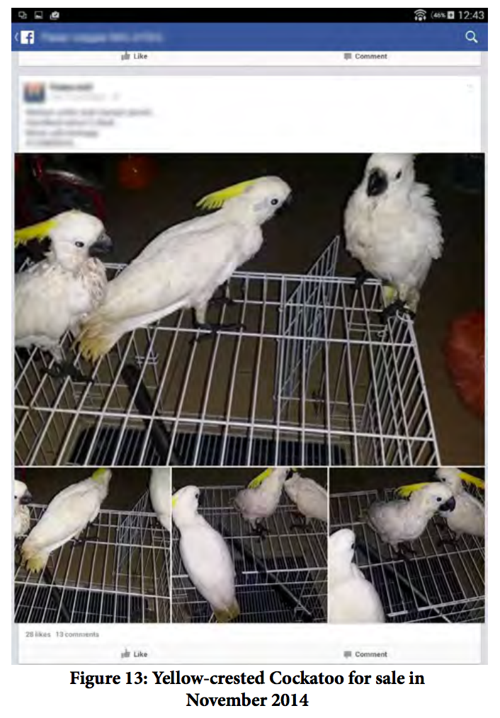 Jerks Are Selling Endangered Species on Facebook