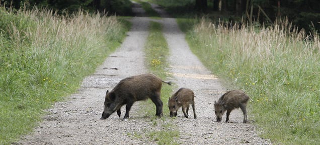 Radioactive boars from Chernobyl are still wandering around Germany