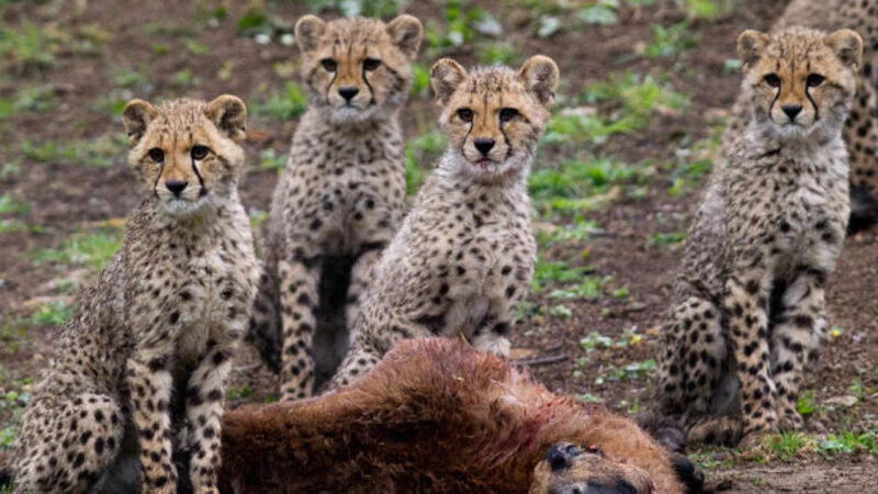 The Top Ten Grossest Ashley Madison PR Stunts