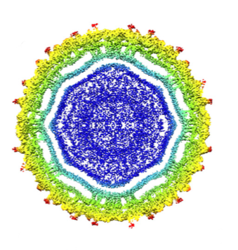 We Finally Know What the Zika Virus Actually Looks Like