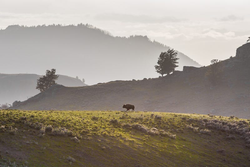 photo of The North American Bison Will Soon Be the US National Mammal image