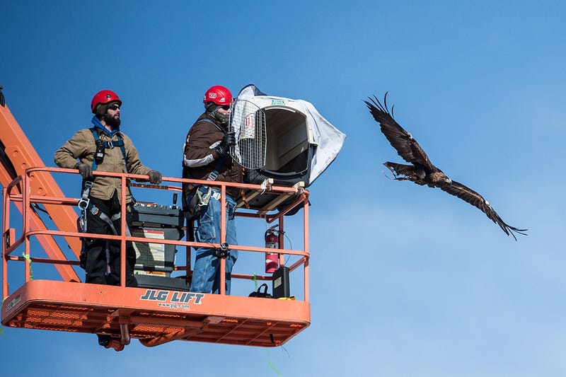 Spirit the Eagle Helps to Stop Birds Getting Chopped by Wind Turbines