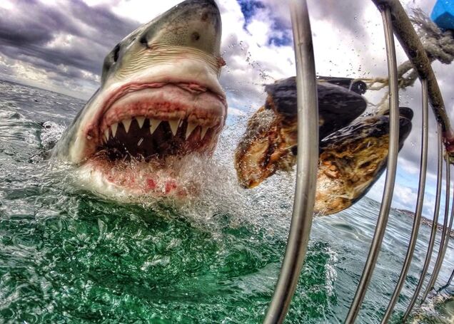 Insane close-up photo of a white shark will give me nightmares forever