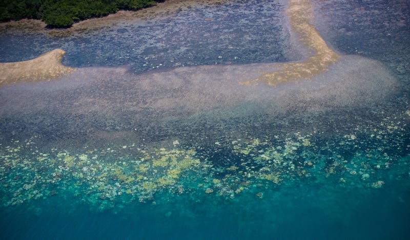 This Is Why the Great Barrier Reef Is Dying