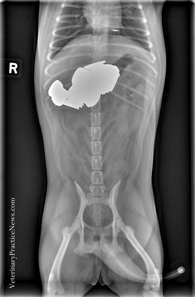 X-rays of the weird things that vets find inside pets