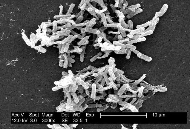 Researchers Isolate A Gut Microbe That Combats Food Allergies