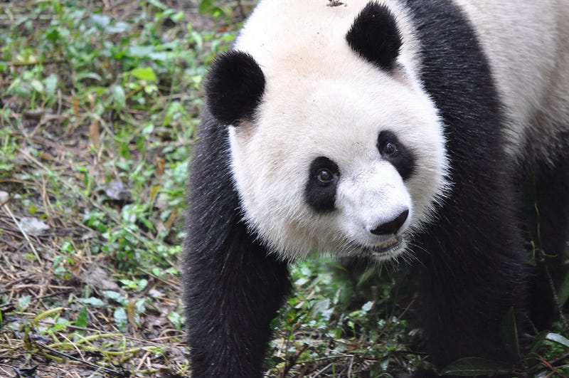 Panda Breeding Programs Are Way More Successful Than You Realize