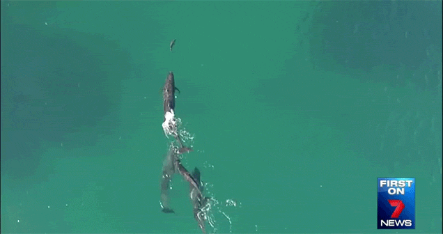 Drone Footage Shows a Pod of Dolphins Hunting a Shark