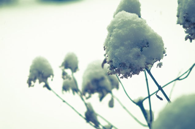 14 Frozen Photos Of The Polar Vortex