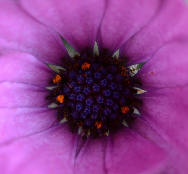 Shooting Challenge: Spring Gallery 2