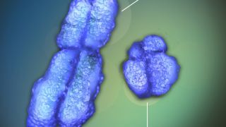 What Made the Y Chromosome So Tiny?