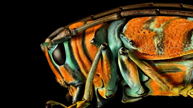 You've Never Seen Insect Portraits Like These