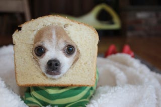 Here Are Your Best Pictures of Breaded Cats