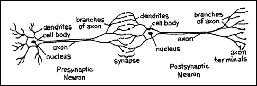 how-exactly-do-neurons-pass-signals-through-your-nervous-system