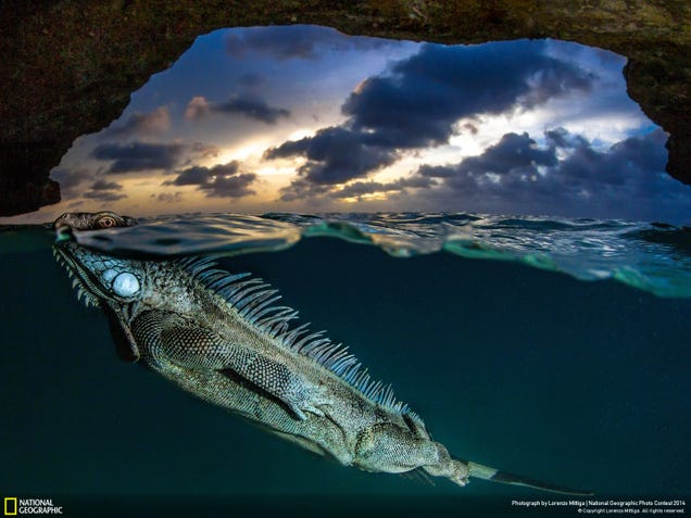 The best pictures from National Geographic's Photo Contest 2014