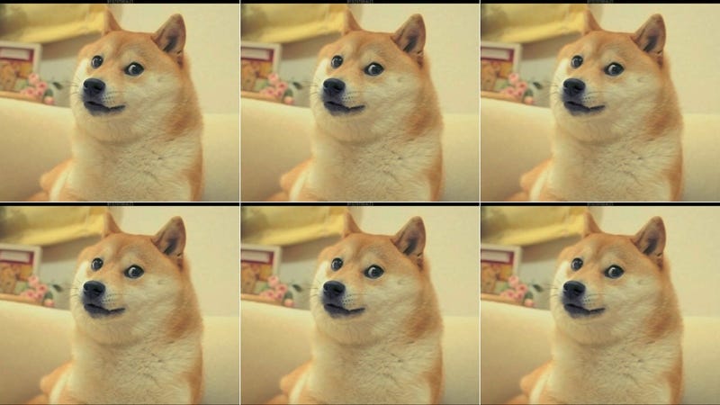 For the Love of Doge, Please Do Not Get a Shiba Inu