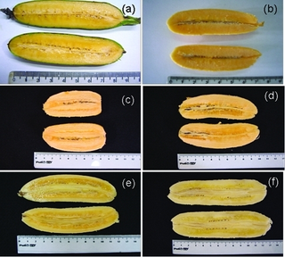 Un plátano anaranjado modificado genéticamente para combatir el hambre Un plátano anaranjado modificado genéticamente para combatir el hambre