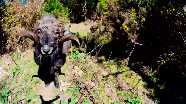 Headbutting Ram Takes Out Drone