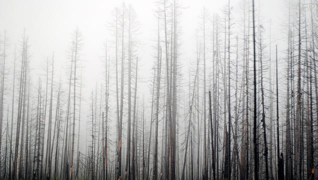 Massive Forest Fires Could Be Cooling the Earth