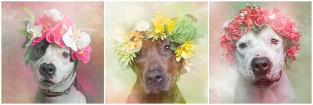 Dogs With Flower Crowns Promote Pit Bull Adoption
