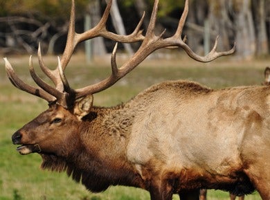 Why Elk Bugling Sounds Like Ringwraith Shrieks
