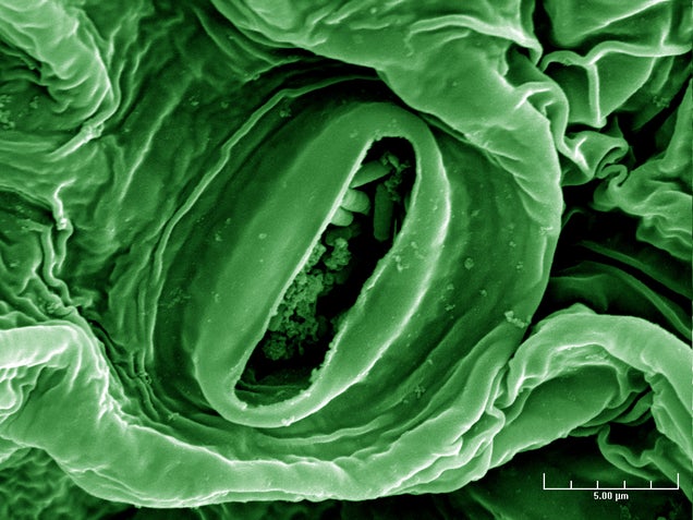 E.coli bacteria on lettuce