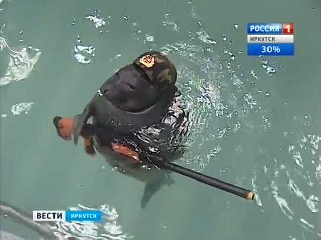 Победа! Patriotic Seals Twirl Guns, Wear Berets for Mother Russia