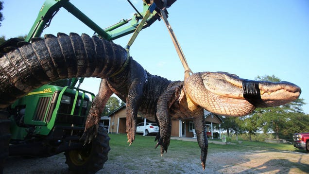 ​The Largest Alligator Ever Caught