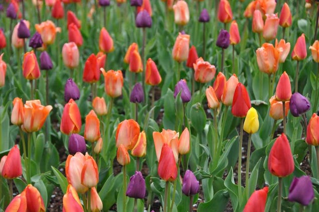 Shooting Challenge: Spring Gallery 2