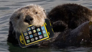 Zoo Incident Proves OtterBoxes Are No Match for Actual Otters