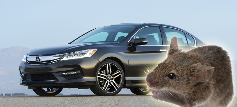 Your Honda Is Delicious To Rodents And Varmints: Lawsuit