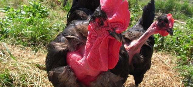There's a Plan to Breed Bald Chickens That Can Survive Global Warming