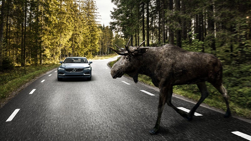 Volvo Is Adding 'Large Animal Detection' to Cars Because It's Easy to Miss a Moose?