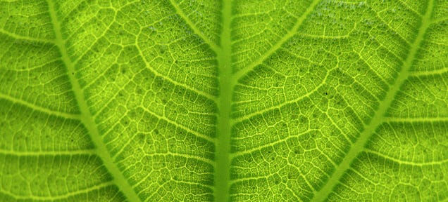 To Feed the World, We May Need to Hack Photosynthesis