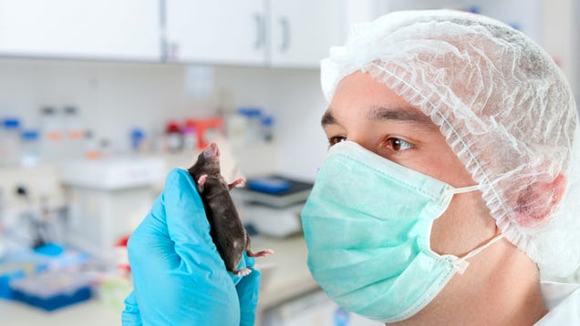 Lab Mice Become Stressed And Timid Around Men — But Not Women