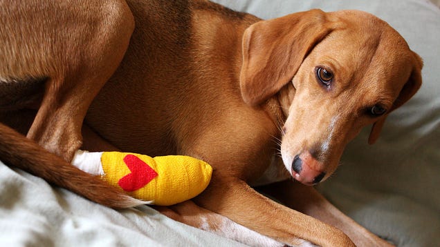 ​How To Make A First Aid Kit For Your Dog