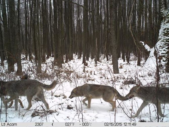 Wildlife Is Making a Comeback at Chernobyl — Now That People Have Left