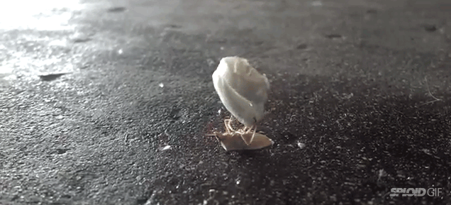 Bug trapped upside down does hypnotic workout forever