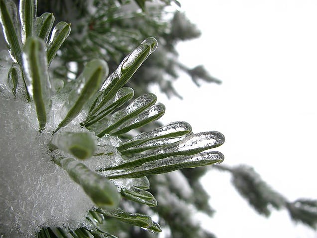 After Thousands of Years, Earth's Frozen Life Forms Are Waking Up